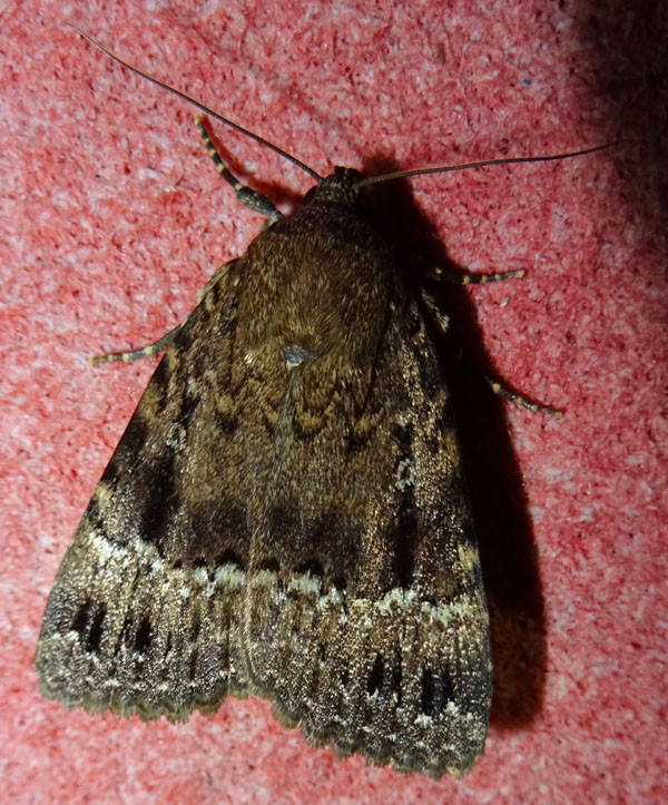 Amphipyra pyramidea - Noctuidae